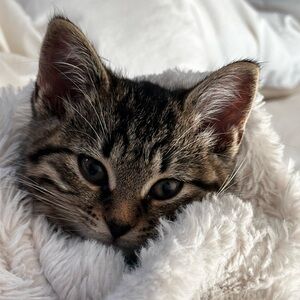 Meet your Posher, Lianne